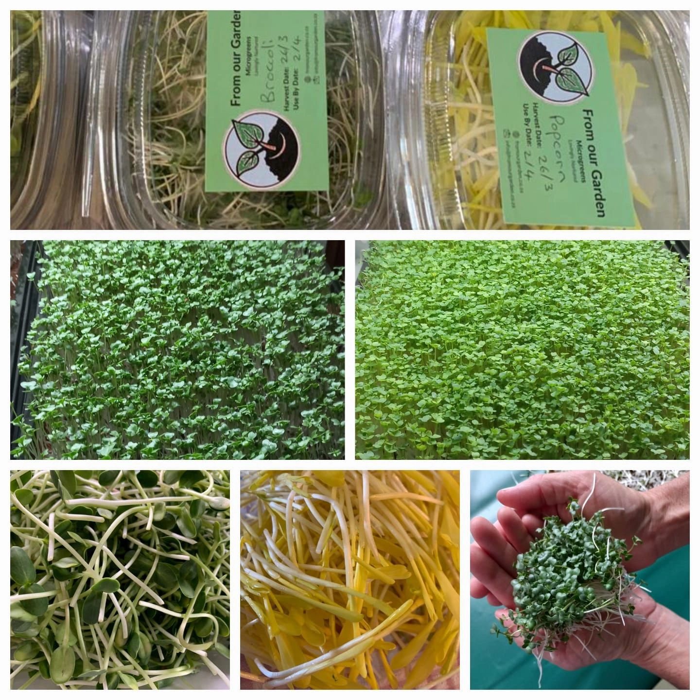 Fresh, Organic Microgreens From our Garden